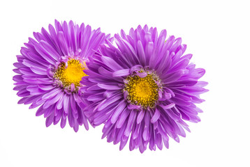 Fototapeta premium flower lilac asters isolated