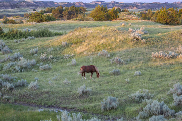 Wild Mustangs