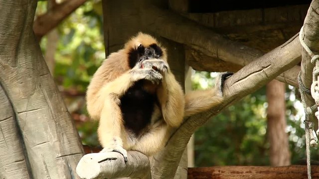Gibbon eating  fruit in Thailand