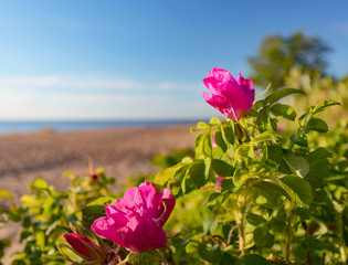Blooming wild roses on the dunes of the Baltic sea.