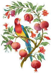 Colorful  parrot on pomegranate tree with flowers and fruits. Isolated on white background