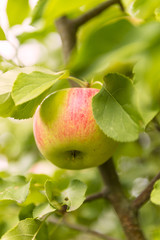 Red Apple Hanging From Tree
