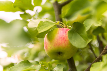 Red Delicious Apple Hanging From Tree