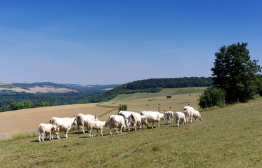Fototapeta na wymiar cattle in the Vexin regional nature park