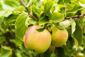 Golden Delicious Apples Hanging On Tree