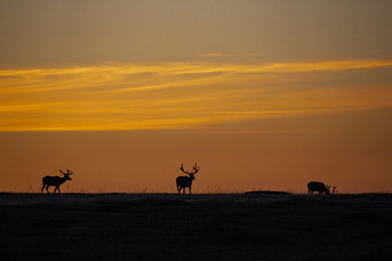 Fototapeta na wymiar Animals of North Dakota