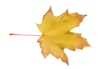 dry yellow maple leaf isolated on white