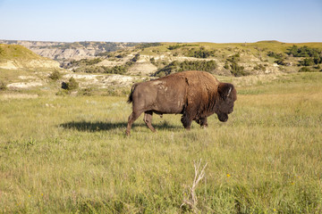 Bison