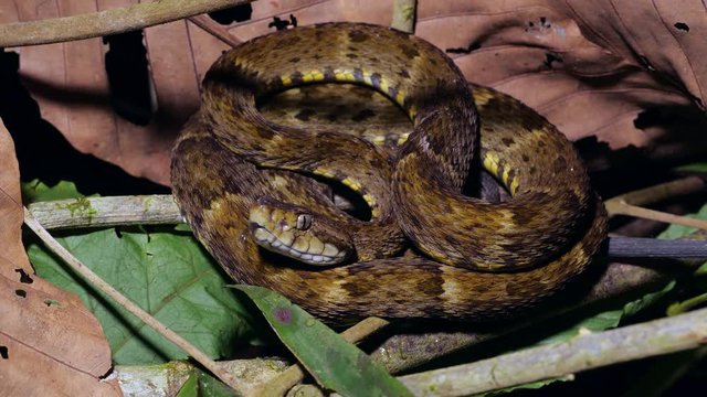 A venomous Fer de Lance (Bothrops atrox) viper on the rainforest floor in the Ecuadorian Amazon.