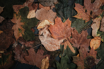 dry autumn leaves on a dark background
