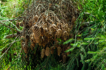Cones in the forest