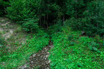 Obraz premium Stream in the forest