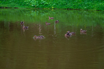 Ducks on the lake