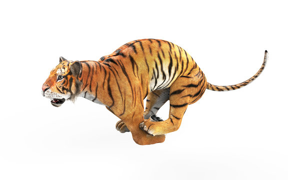 Dangerous Bengal Tiger Roaring and Jumping Isolated on White Background, with Clipping Path, 3d Illustration.