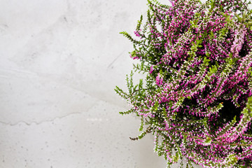 Common Heather. Purple heather flowers on grey background.