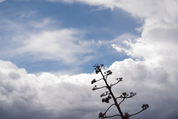 Nubes como algodón  en un cielo azul