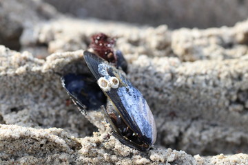 Urlaub am Meer - lachende Miesmuschel mit Seepocken - Augen