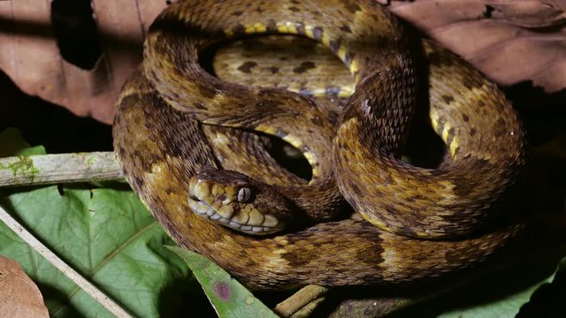 A venomous Fer de Lance (Bothrops atrox) viper on the rainforest floor in the Ecuadorian Amazon.