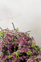 Common Heather. Purple heather flowers on grey background.