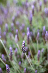 A purple lavender flower bush with a selective focus in Adelaide South Australia on 5th September 2018