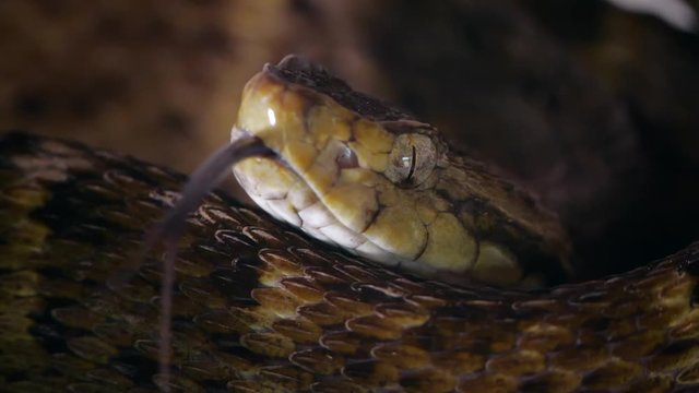 Slow motion of a venomous Fer de Lance (Bothrops atrox) viper protruding its tongue. In the Ecuadorian Amazon.