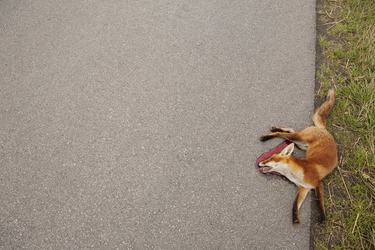 View from above dead red fox at roadside