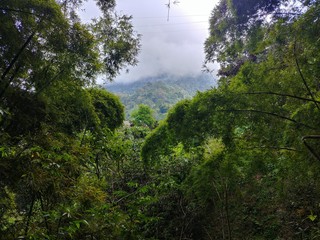 Minca