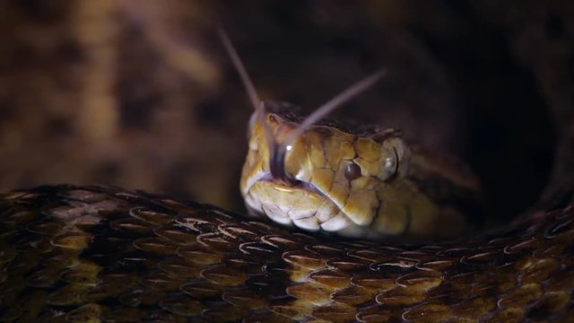 Slow motion of a venomous Fer de Lance (Bothrops atrox) viper protruding its tongue. In the Ecuadorian Amazon.