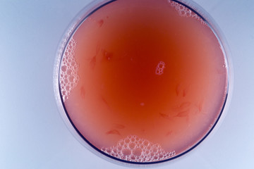 Spremuta di pompelmo rosso