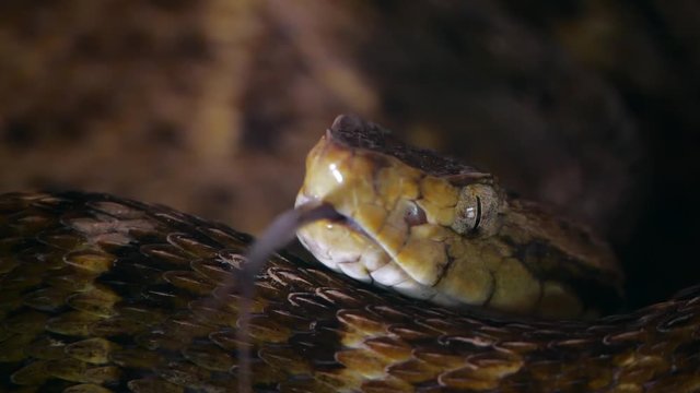 Slow motion of a venomous Fer de Lance (Bothrops atrox) viper protruding its tongue. In the Ecuadorian Amazon.