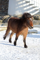Fototapeta na wymiar Shetland pony playing in the snow
