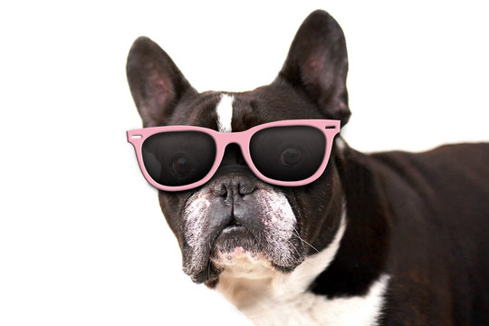 A dog with pink sunglasses stands on a white background. It's a French bulldog. The photo is close up and it is mainly dog head.