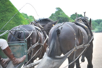 Hampton Court Palace Horses