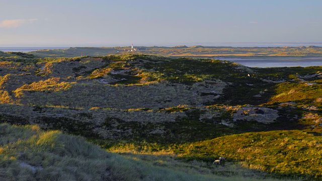 Wundersch&ouml;ner Blick &uuml;ber die D&uuml;nen - Landschaft von Sylt auf das Meer. Im Hintergrund der Leuchtturm von List