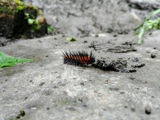 Gusano