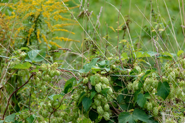 Hopfen - Hopfenpflanze in der Natur