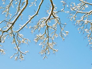 Branches in Snow