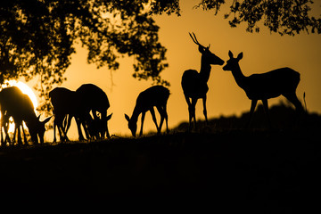 Deers (cervus elaphus) group backlighted, warm sunset, tree
