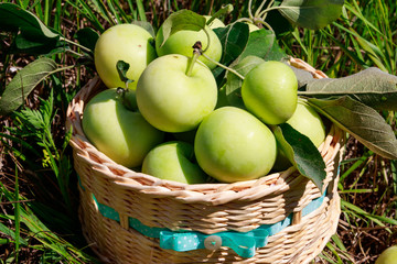 Fresh ripe apples in basket on the green grass