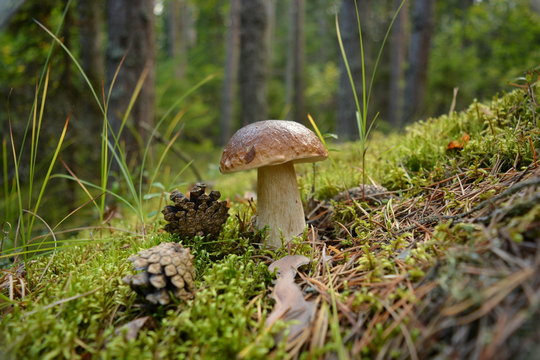 Mushroom boletus stands in moss next to pine cones close-up