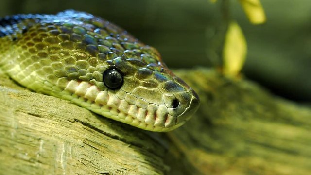 Cuban boa, Epicrates angulifer,  this snake is threatened with extinction.