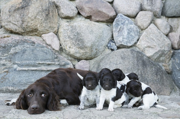 Springer Spaniel and puppies