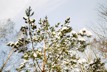 Beautiful winter landscape in the forest