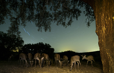 deer (cervus elaphus) group looking for food, tree, night shot