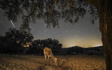 deer (cervus elaphus) group looking for food, tree, night shot
