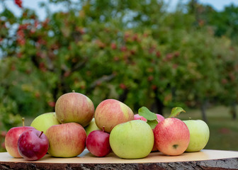 Frische Äpfel - Apfelernte