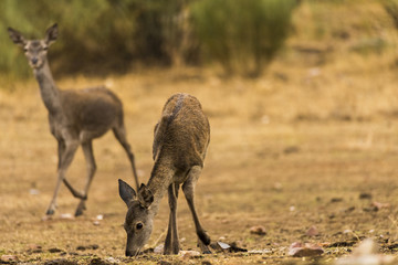 Deer, fawn, group, standing in tehe ground looking for food