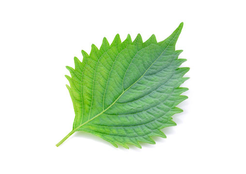 shiso on white background