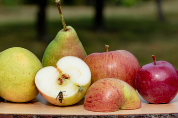 Frische &Auml;pfel & Birnen - Wespe