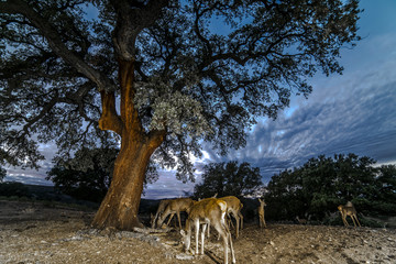 deer (cervus elaphus) group looking for food, tree, night shot